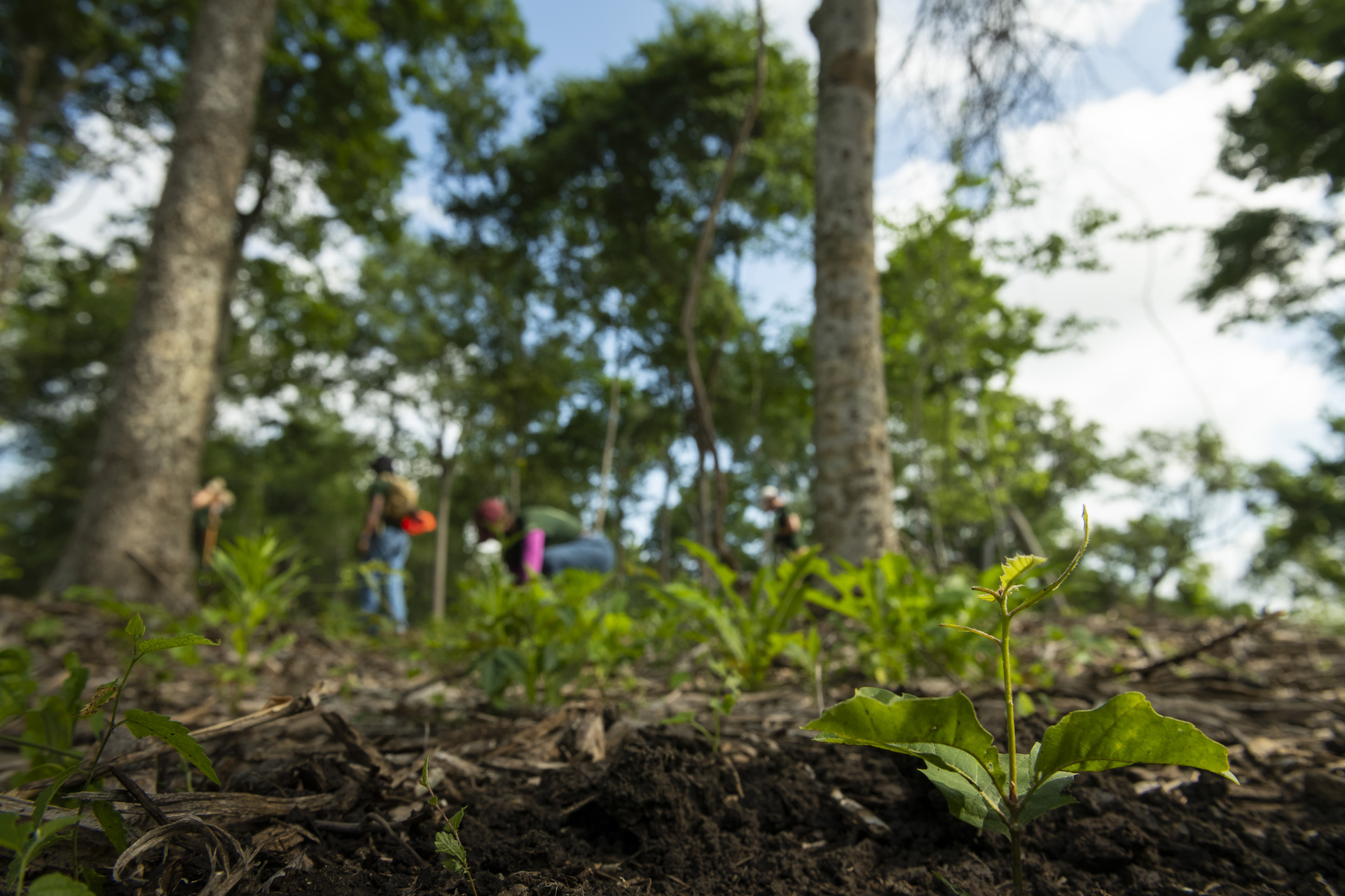 Reforestation, Resilience, and the Road to a Sustainable Future