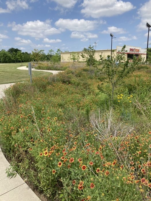 Plant communities in the Bayou Greenways