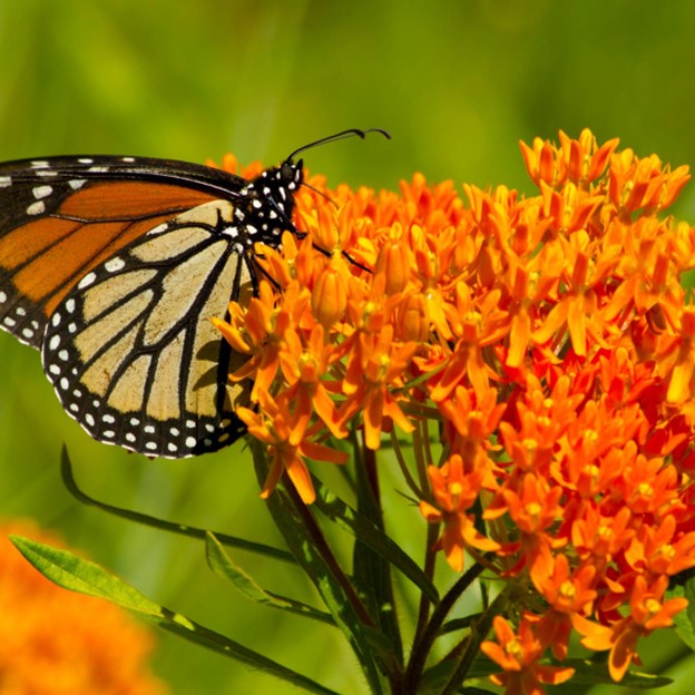 Tropical Milkweed