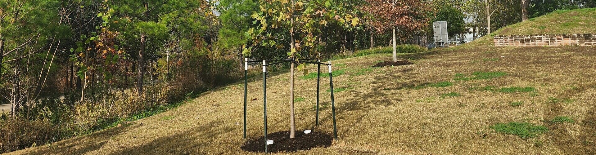 Winter: The Best Season for Tree Planting?!