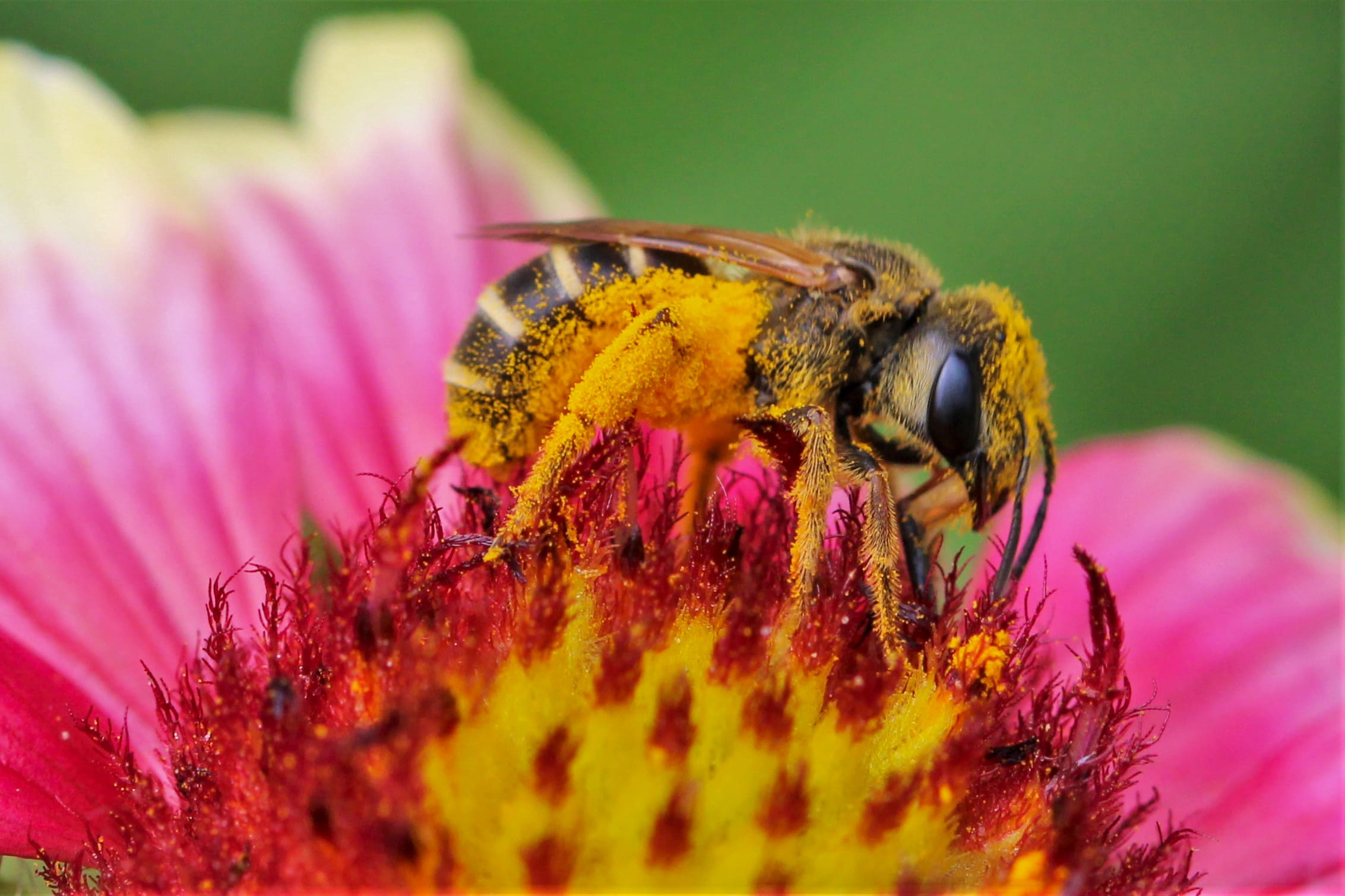 Bugging Out With Native Plants