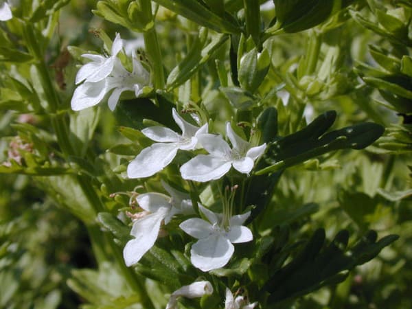 Close-up of Small Coast germander showing delicate white flowers with five petals and narrow green leaves in the background.