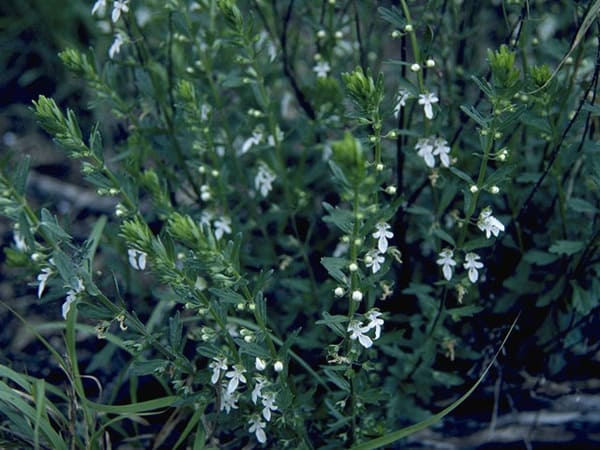 Small Coast germander plant with slender green stems and clusters of small white flowers growing among other vegetation.