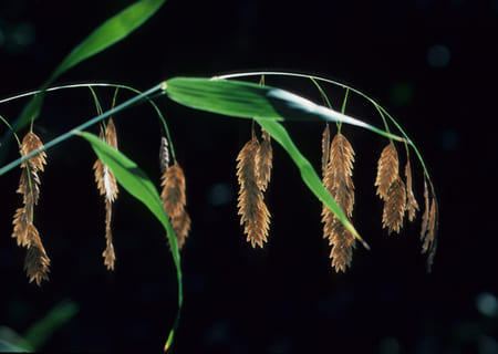 Inland sea oats in black background