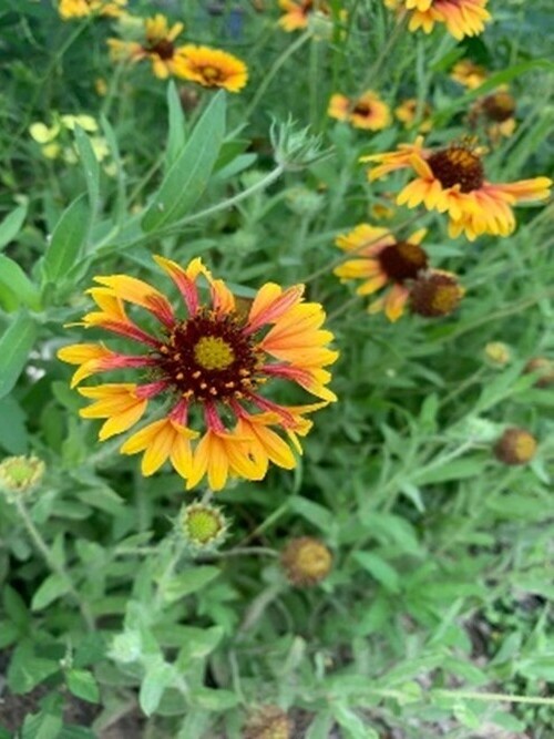 Lanceleaf blanketflower