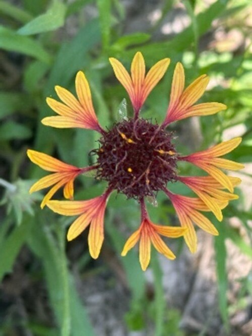 Lanceleaf blanketflower close up.