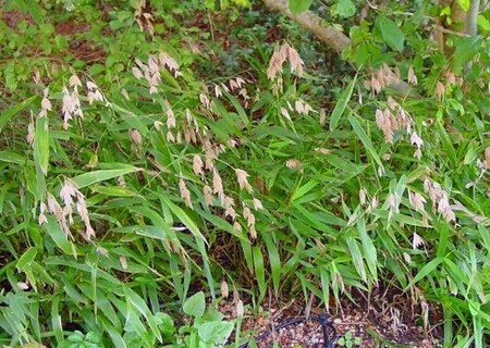 Inland sea oats