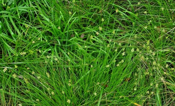 Leavenworth’s sedge (Carex leavenworthii) 
