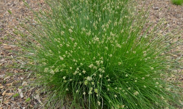 Leavenworth’s sedge (Carex leavenworthii) 