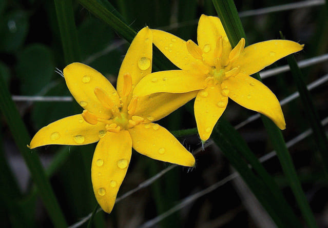 Two flowers of Yellow star grass (Hypoxis hirsuta)