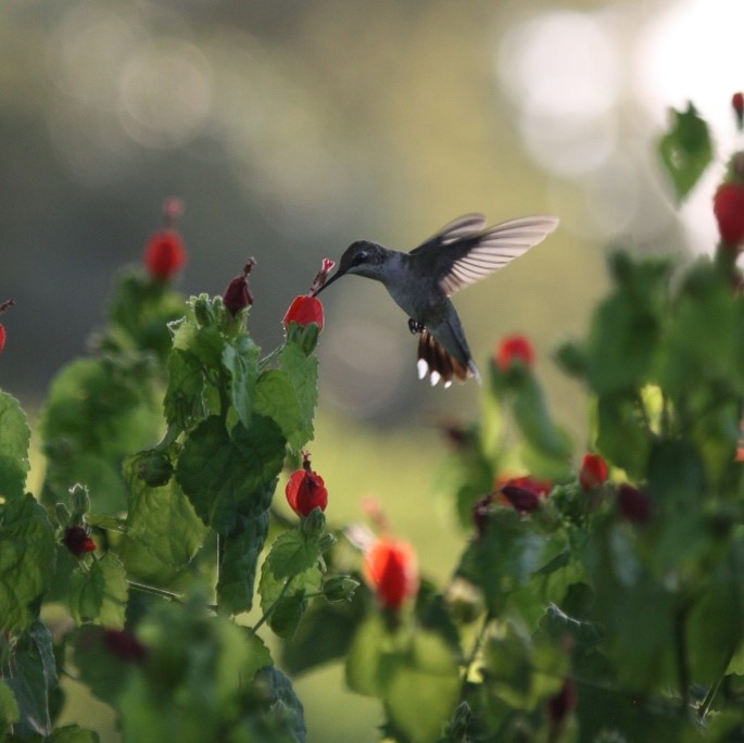 Ruby-throat Hummingbird (Archilochus colubris) at Thomas Bell Foster Park © Lauren Berman