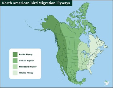 Via American Bird Conservancy