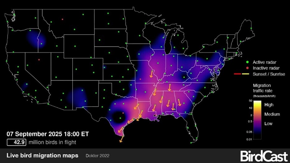Live migration bird map