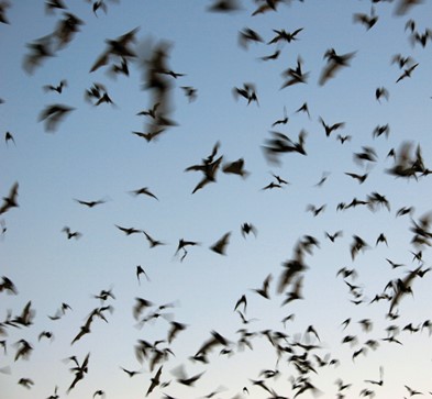 Mexican Free-tailed Bats by Sarah Gerichten/Bat Conservation International