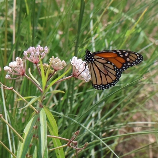 Monarch Butterfly (Danaus plexippus) on Sims Bayou © Karastin Katusin