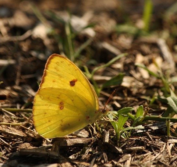 Cloudless Sulphur (Phoebis sennae) on Brays Bayou © Lauren Berman