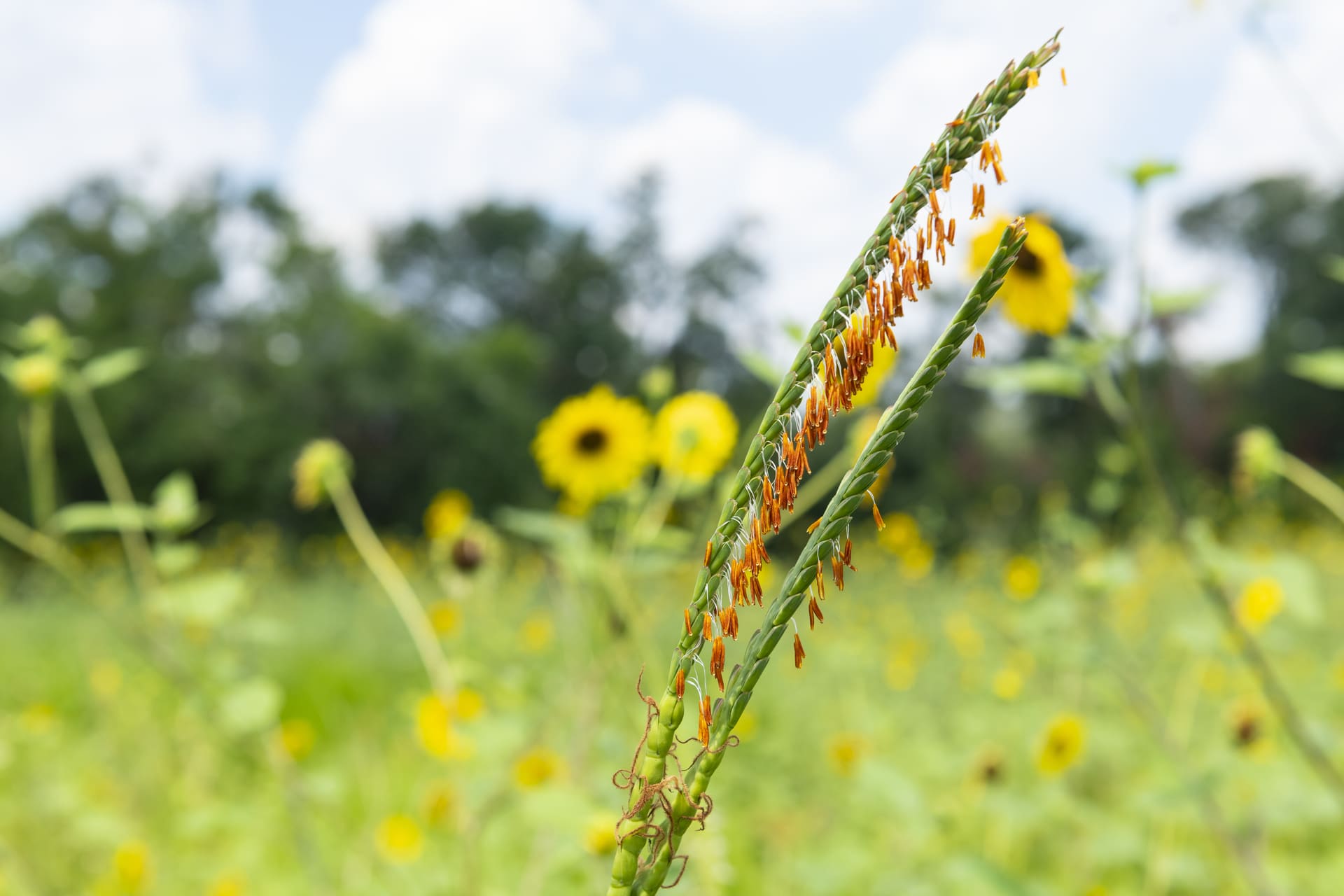 Native Plants for Your Patio