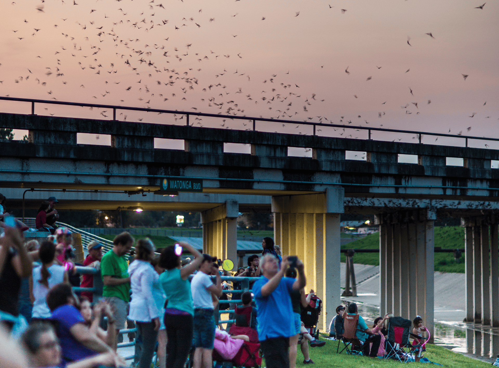 Bat Emergence Along the Watonga Prairie