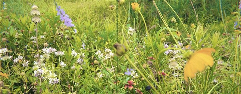 Wildflower Spotlight